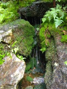 Tiny spring along Glencliff trail