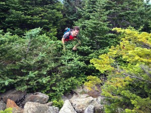 emerging from krummholz