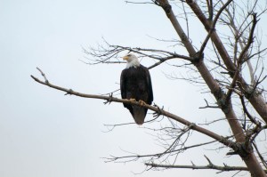 Bald Eagle along the Connecticut River.