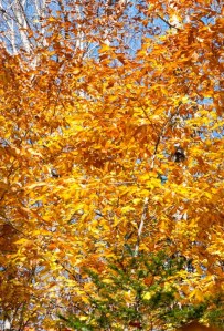 At lower elevations, the fall colors were at peak.
