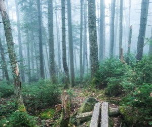 Morning fog slips between  the firs along the Kinsman Ridge trail.