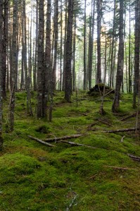 trees and green forest