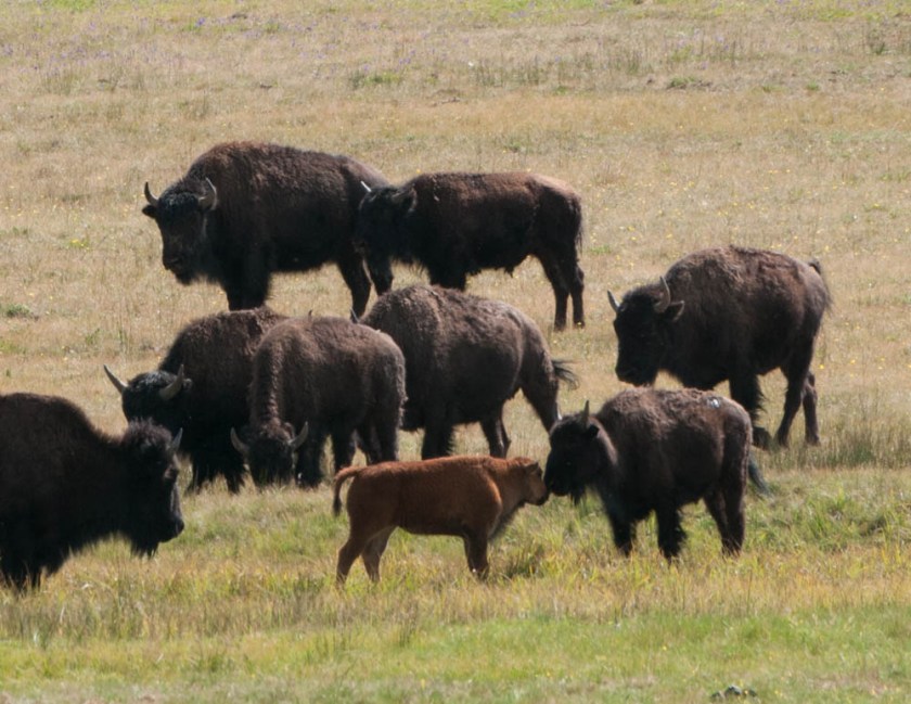 Buffalo graze along the road into North Rim, Grand Canyon.