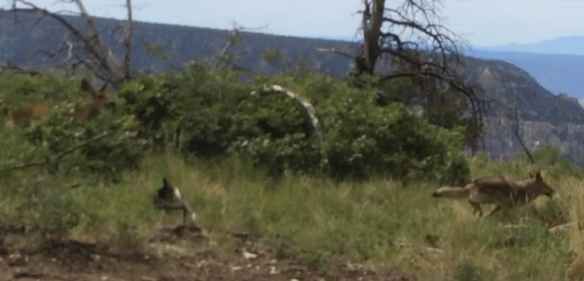 Deer chases coyote