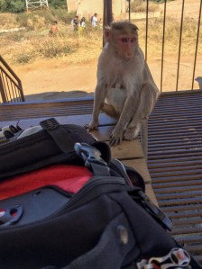 monkey and my backpack