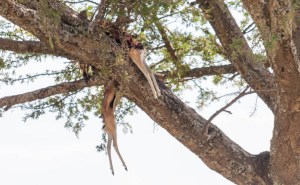 A leopard's tree cache of Thomson gazelle; Serengeti N.P., Tanzania.