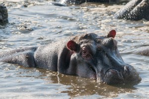 Hippopotamus, Serengeti N.P., Tanzania.