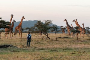 Erin creeps closer to watch the giraffes, Enashiva reserve.