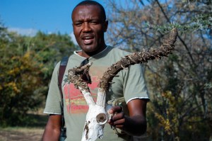 Our guide, Freddy, describes an impala scull we found during our nature walk at Enashiva wildlife reserve, Tanzania. Photo by Amy Jenkins.