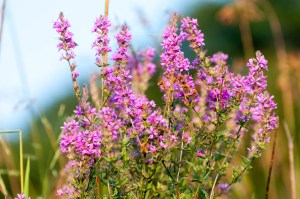 Eastman Brook wetlands, Underhill Campsite. 
