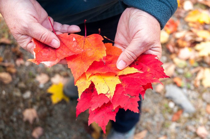 A selection of leaves from a walk through the woods of Lyme NH.