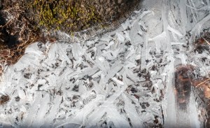 Ice skims the surface of trailside puddles after a cold March night.