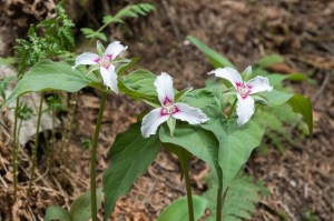 Trillium on Mount Moosilauke.