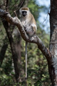 Black-faced (vervet) monkey - Ndarkwai Ranch