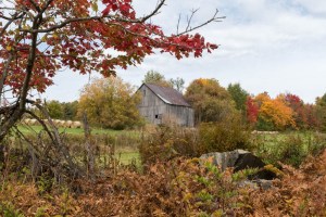 Fall colors around a meadow in Lyme.