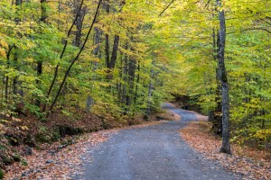 Pretty fall colors, along Lake Road into Ausable Lake.