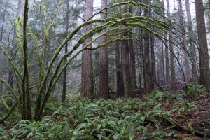 An eery rainforest of moss and epiphytes covers the lower elevations.