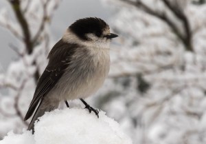 Gray Jays are an ever-present companion at snack stops at higher elevation.