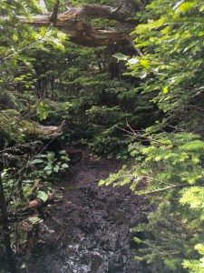The mudpool in foreground distracted me and I ran my head into that log above.