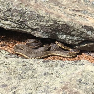 A nest of three juvenile garter snakes on the summit of Hunter Mountain.