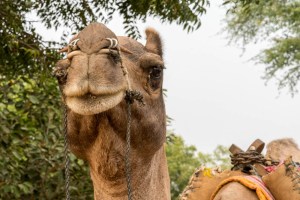 A camel cart, preparing to transport us to a local village.