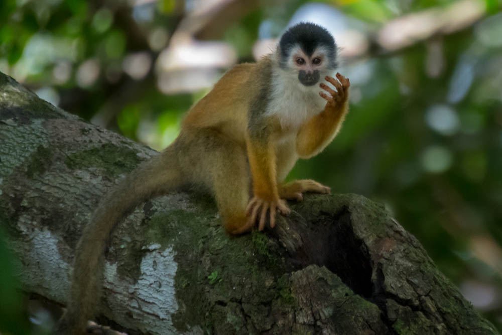 Central American squirrel monkey, drinking from a puddle in the knot of a tree branch.
