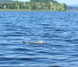 Squirrel swimming from NH to VT.