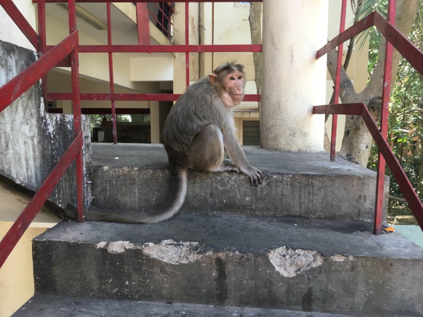 A monkey with his mouth full, near the new IISc supermarket.