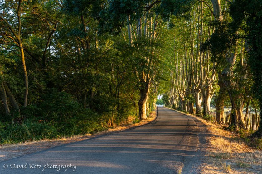 A country lane at sunrise, in Maillane, Provence.