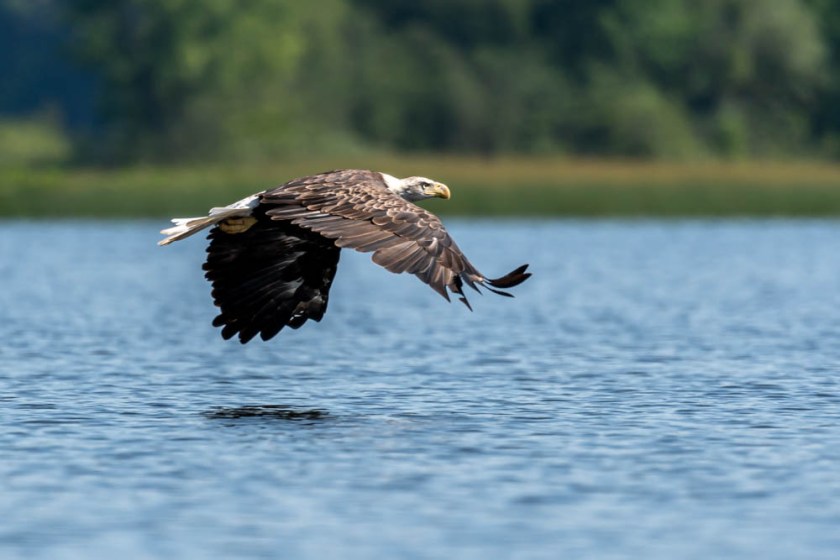 Bald eagle on the Connecticut River, NH.