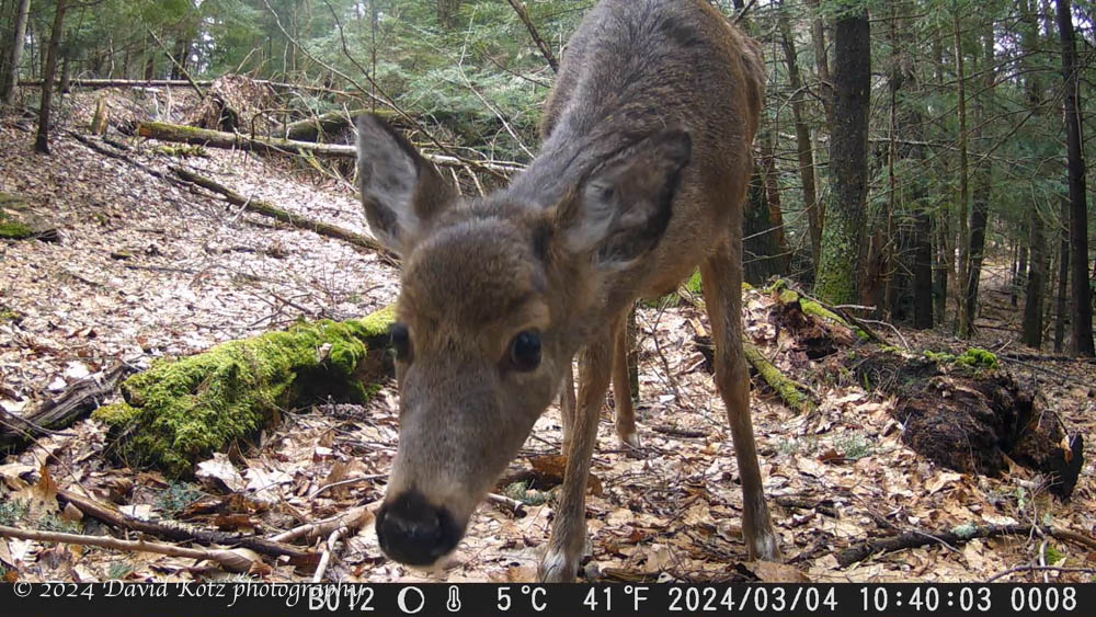 deer looking at my wildlife camera