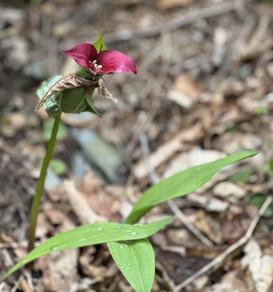 red trillium