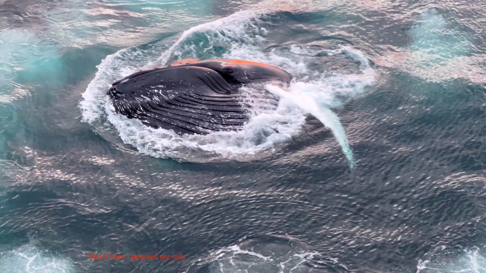 Photo of a Humpback whale, bubble feeding - off the coast of Iceland. Still from a Video by Nick Cobbing, which he shared with passengers and marked 'for personal use only.'