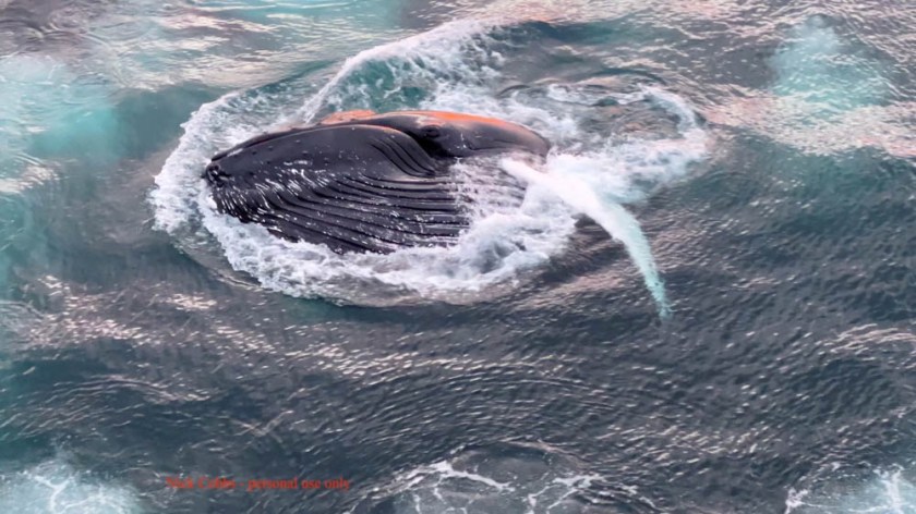 Humpback whale, surfacing