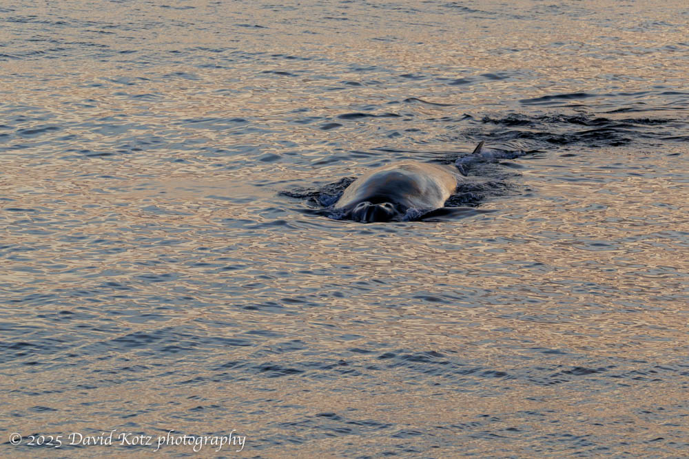 fin whale in sunset-golden water