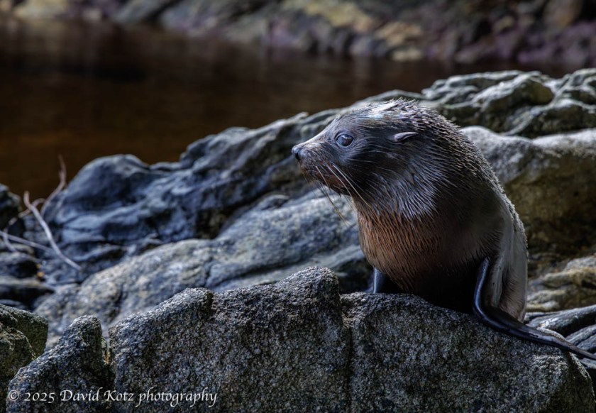 a fur sea on a rocky shore