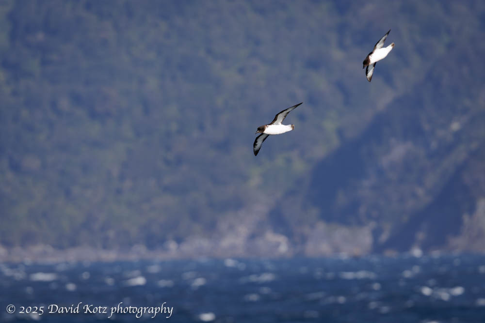 two Cape Petrels, in flight over a white-capped sea and with mountains in the background