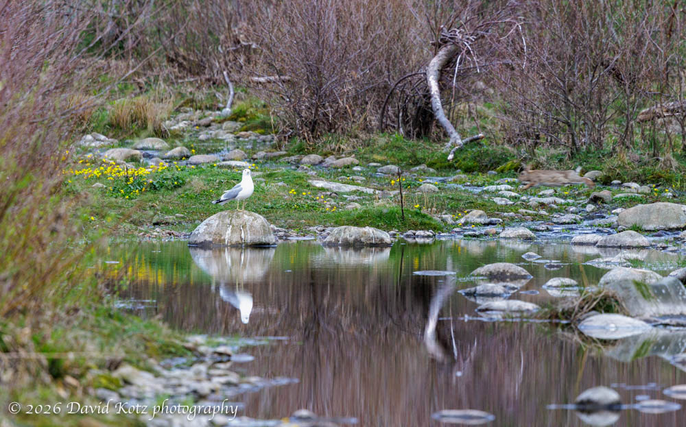 a rabbit leaps into the frame as I photograph a seagull on a rock in a stream.