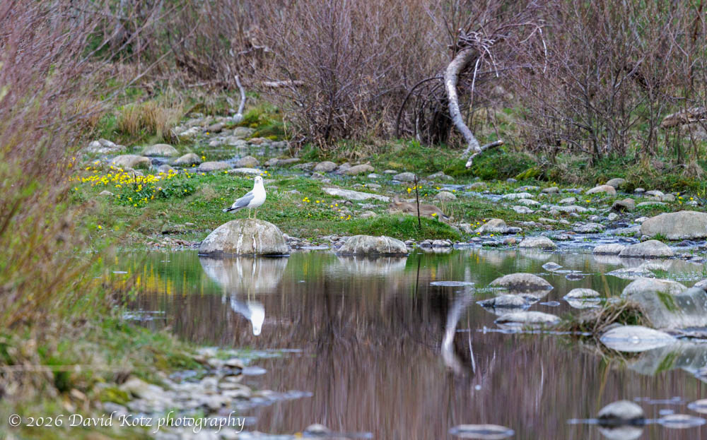 a rabbit leaps into the frame as I photograph a seagull on a rock in a stream.
