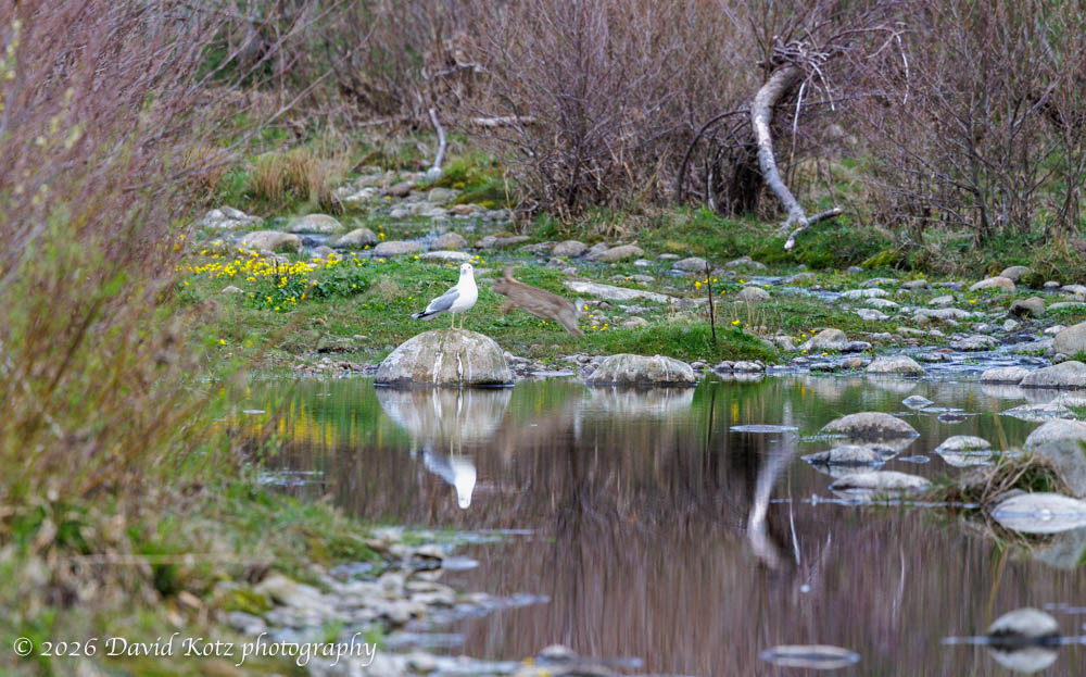 a rabbit leaps past a seagull on a rock in a stream.