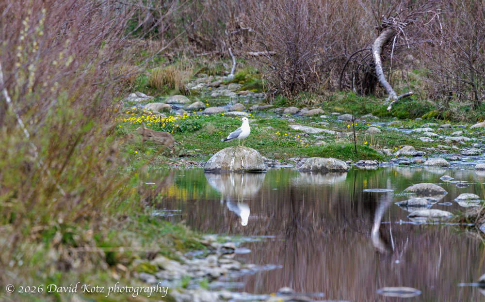 a rabbit leaps out of the frame as I photograph a seagull on a rock in a stream.