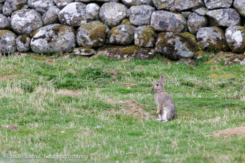 a rabbit watches me closely.  a dry-stone wall behind.